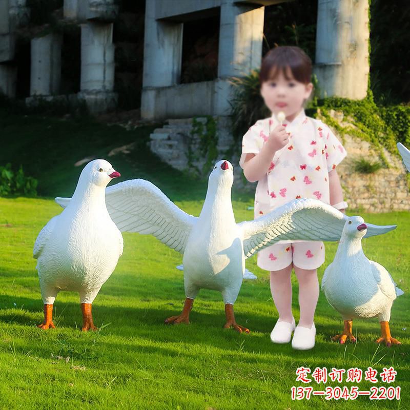 山东和平鸽唤醒内心的宁静