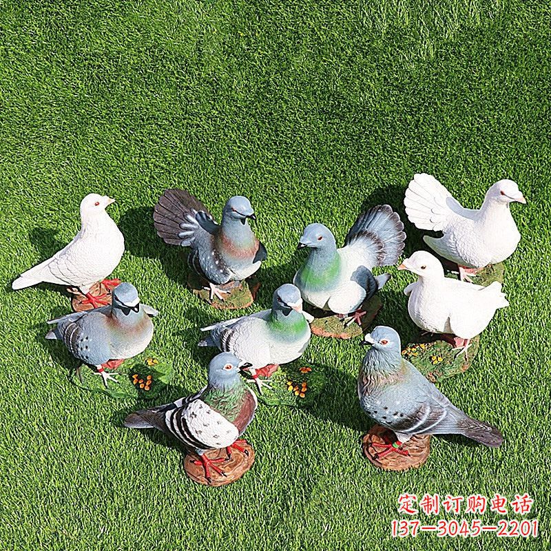 山东和平鸽毕加索激发的美好灵感