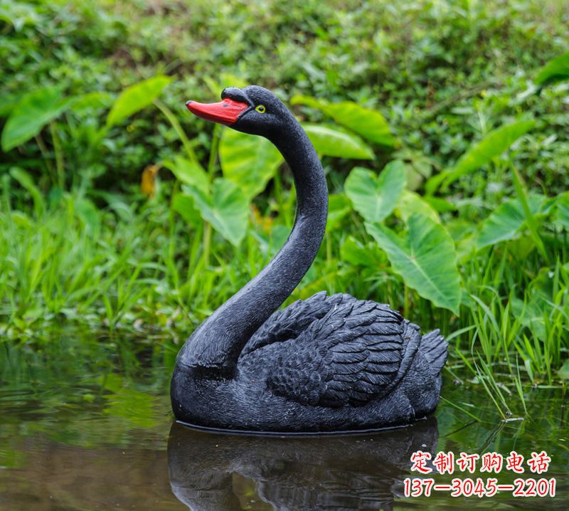 山东黑天鹅婉约鱼尾,完美呈现园林水塘水景