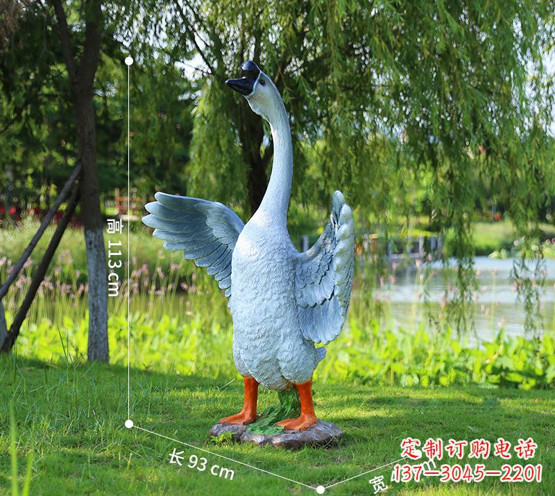 山东站立的灰色展翅天鹅